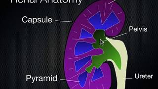 Kidney and Bladder Ultrasound [upl. by Middle]