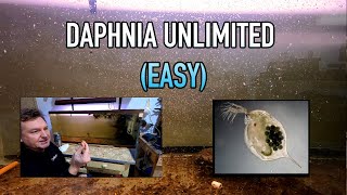 How I Raise Daphnia Water Fleas And You Can Too [upl. by Malvie]