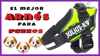 Tipos de ARNÉS para PERROS 🐶 TOP 5 ✅ Mejores PECHERAS para perros [upl. by Hartfield]