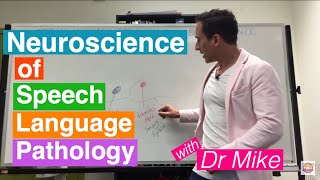 Neuroscience of Speech Language Pathology SLP [upl. by Bertila21]