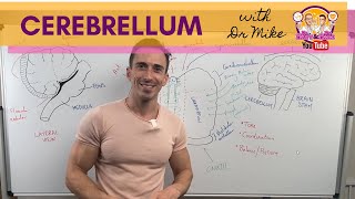 The Cerebellum [upl. by Nalyt212]