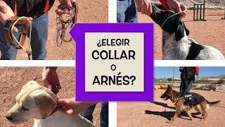 Elegir collar o arnés ¿Qué es mejor para mi perro [upl. by Dnalsor]