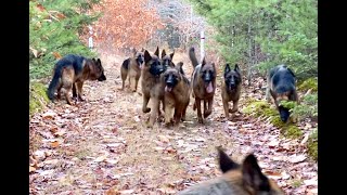 10 german shepherds playing together [upl. by Shaughn819]