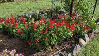 Red Salvia Sensational plant [upl. by Adele]