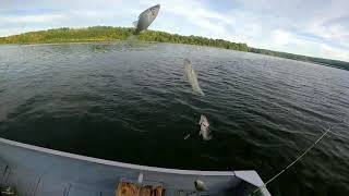 Sabiki Rig Fishing for White Perch and Crappies [upl. by Aihpledalihp]