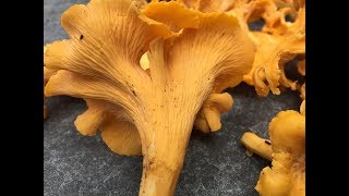 Chanterelle Mushroom amp Jack OLantern Identification [upl. by Chiquia]