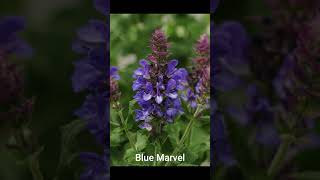 How to Salvia Deadhead  Great Gardening Tip [upl. by Ynabla]