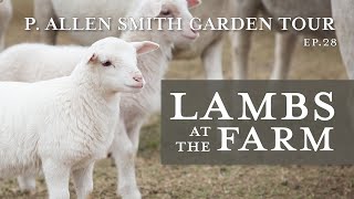 Lambs at Moss Mountain Farm White Dorper Sheep  P Allen Smith 2019 [upl. by Cerelly]