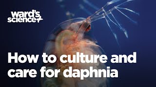 Caring and Culturing for Daphnia [upl. by Huey]