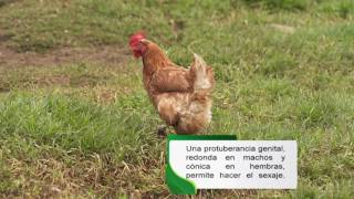 Conozca el aparato reproductor de los gallos y las gallinas  La Finca de Hoy [upl. by Giess656]