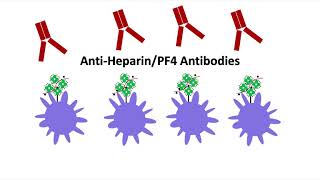 HeparinInduced Thrombocytopenia HIT Part 1 Basics [upl. by Perrin]