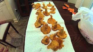 Chanterelle Mushroom Identification Tips [upl. by Kania]