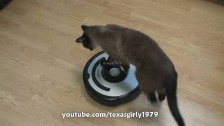 Cat shows HOW TO use iRobot Roomba Vacuum [upl. by Ognimod]