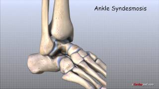 Ankle Anatomy Animated Tutorial [upl. by Manwell]