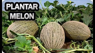 👉 Como Y Cuando Plantar Melón 🌱  Consejos Y Trucos  Cultivo En El Huerto  La Huertina De Toni [upl. by Kcor]