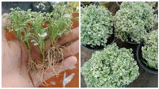 How To Propagate Aralia From Cuttings  Aralia plant Care  Johnson Engleng [upl. by Andrel875]