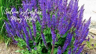 How to care for Salvia quotMay Nightquot [upl. by Ronny136]