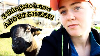 3 THINGS YOU NEED TO KNOW about Sheep  Dorper Sheep Farming [upl. by Sidman]