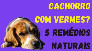 Cachorro com Verme  Saiba o que fazer com 5 Remédios Naturais [upl. by Ahsienad188]