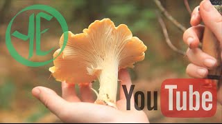 Chanterelle Chanterelle Chanterelle and Other Mushrooms [upl. by Christal]