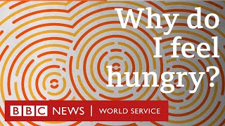 Why do I feel hungry  BBC World Service [upl. by Euqnomod]