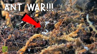 Ant War Battle Of The Three Armies [upl. by Tally]