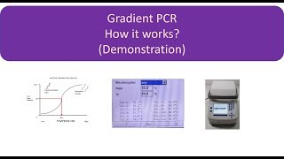 How to perform Gradient PCR [upl. by Aniled]