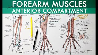 Forearm Muscles  Anterior Compartment  Anatomy Tutorial [upl. by Cahilly]