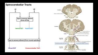 The Spinocerebellar Tracts EXPLAINED [upl. by Anizor]