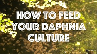 How To Feed Your Daphnia Culture [upl. by Kabob]