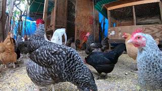 Back Yard Chickens Continuous Footage Rooster Crowing Hens Clucking [upl. by Atoiyanap]