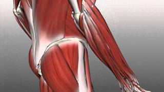 Forearm Muscles Part 2  Posterior Extensor Compartment  Anatomy Tutorial [upl. by Rasecoiluj671]