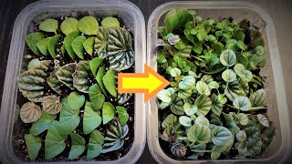 Peperomia Leaf Propagation in Soil [upl. by Belicia]