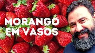 Como plantar morango em vasos passo a passo [upl. by Ahsiekan]