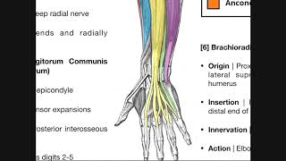 Posterior Forearm Muscles  Deep Layer [upl. by Lauree]