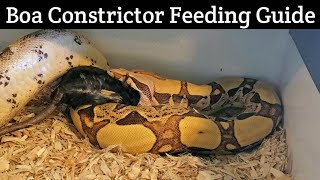 Boa Constrictor Feeding Guidelines  The Real Deal [upl. by Vachell]