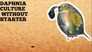 HOW TO CULTURE DAPHNIA NATURALLY WITHOUT A STARTER [upl. by Perlie565]