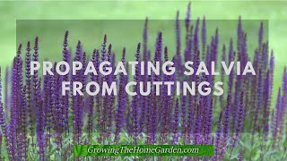 Salvia Cutting Propagation Update [upl. by Reteip]