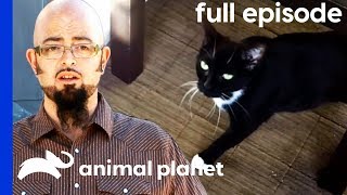 Feral Foster Cat Adjusts To Domestic Life  My Cat From Hell Full Episode [upl. by Freudberg]