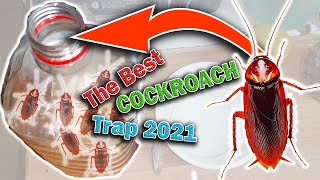 The Best Cockroach Traps 2021 [upl. by Keegan]