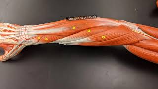 Muscles of the Forearm [upl. by Icnarf]