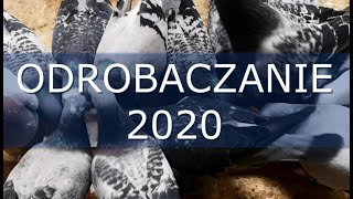 Testowe Odrobaczanie Gołębi Pocztowych 2020  Pigeon Deworming [upl. by Nets744]