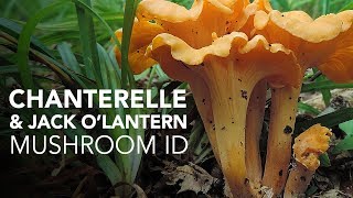 Chanterelle amp Jack OLantern — Mushroom ID [upl. by Hannazus]