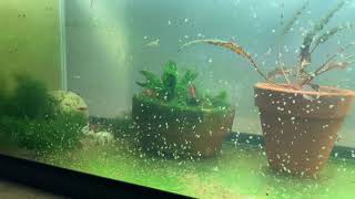 Daphnia Culturing Snails or no snails [upl. by Ramas50]