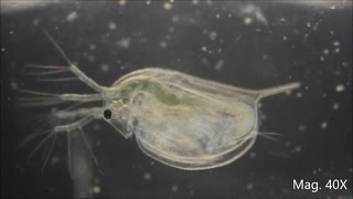 Daphnia magna under the Microscope [upl. by Assedo]