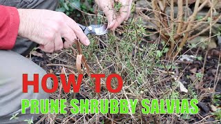 How to prune shrubby salvias [upl. by Mikey]