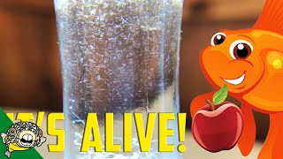 How to culture Vinegar Eels The EASY Way Live Fish Food [upl. by Gerlac597]