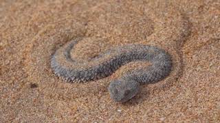 The sand viper Cerastes vipera in southern Morocco [upl. by Prinz290]