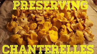 How to preserve Chanterelle Mushrooms [upl. by Gerrit]