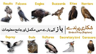 Information about Eagles Hawks Falcons Buzzards Harriers Kites Osprey  Birds of Prey Baaz [upl. by Ahseiat]